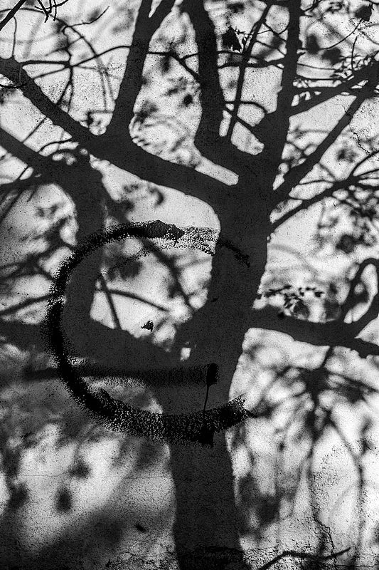 Tree, wall, tags