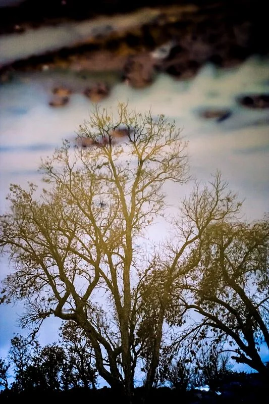 Trees