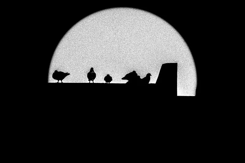 Life pigeon 1