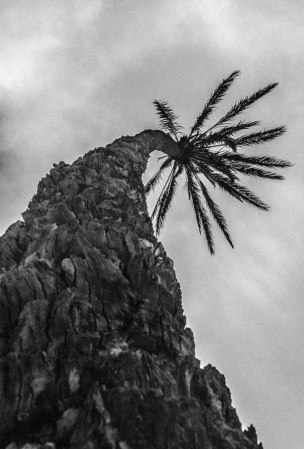 Palm