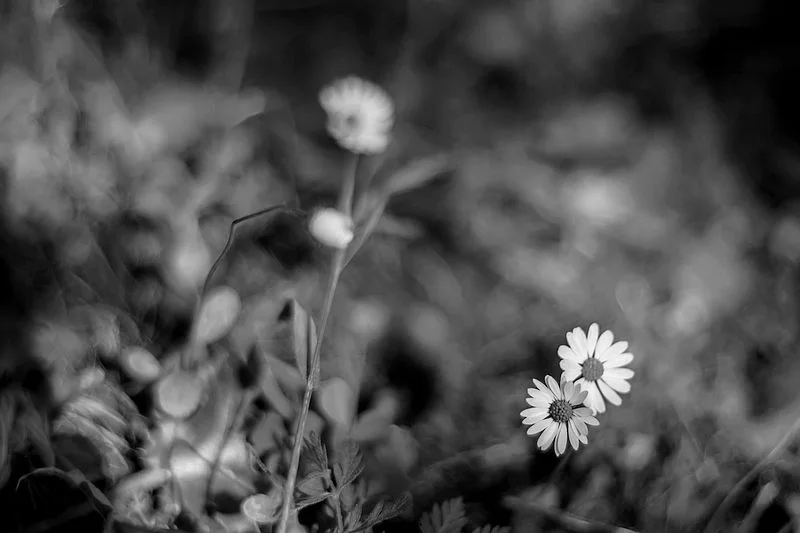 Daisies