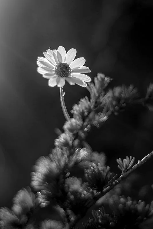 Alone